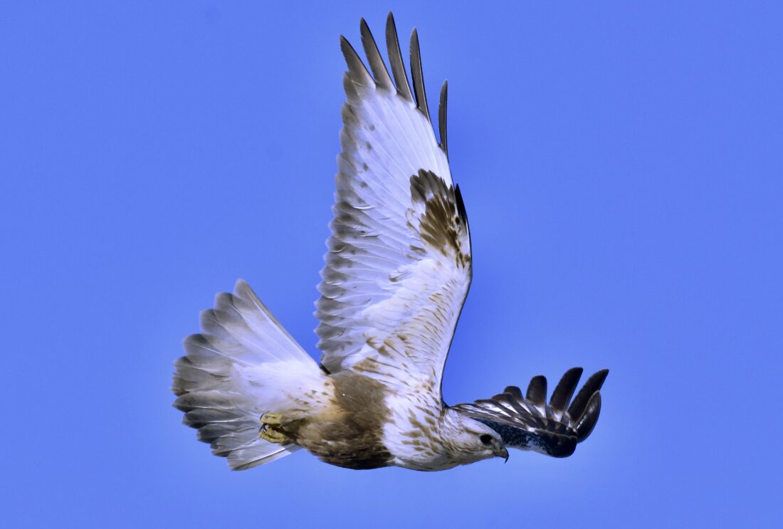 What’s flying News, Sports, Jobs The Mining Journal